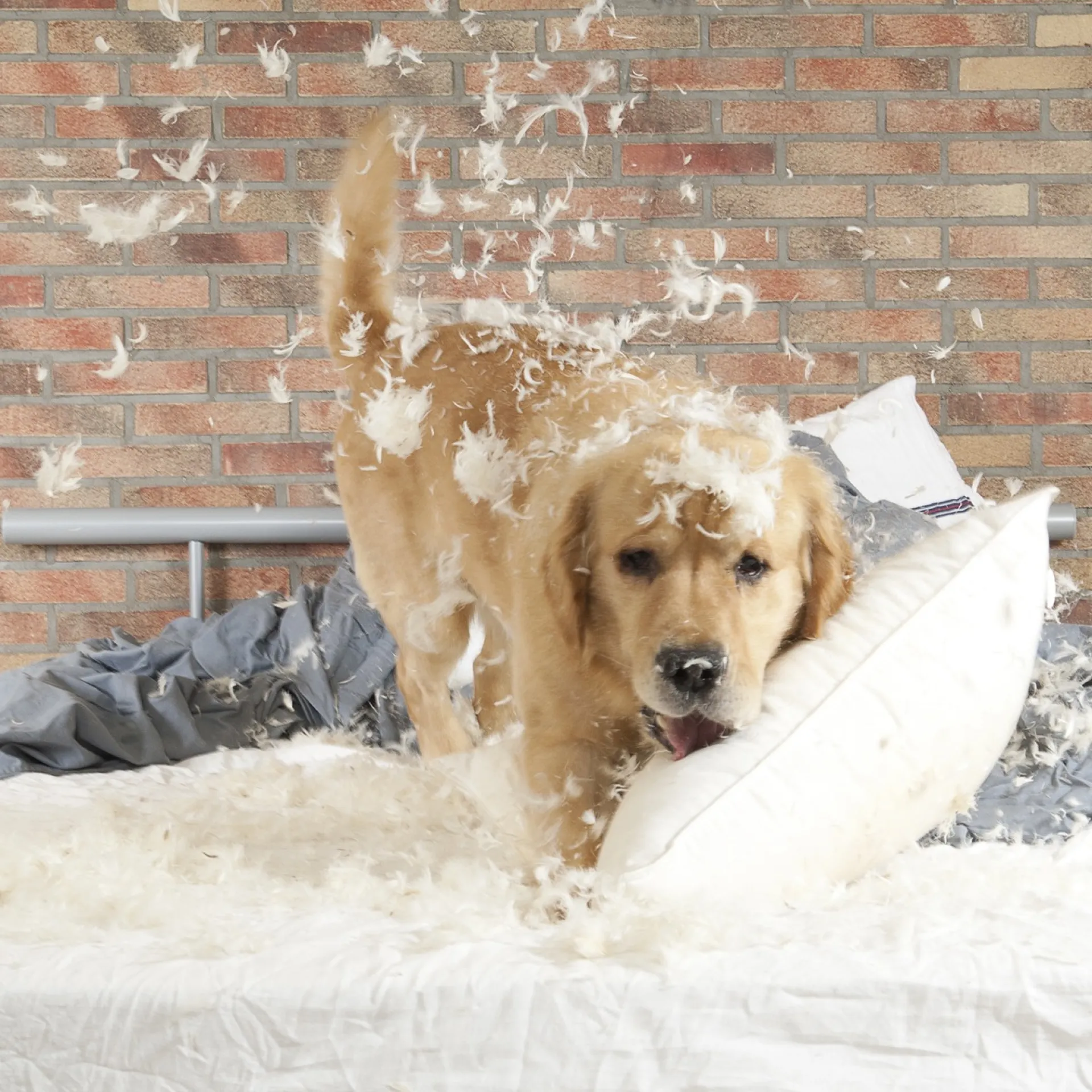 Aansprakelijkheid hond maakt bed kapot
